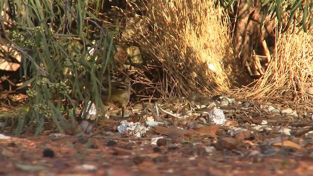 Spotted Bowerbird - ML200885941