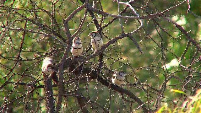 Double-barred Finch - ML200885971