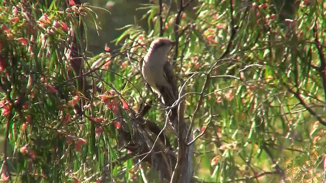 Pallid Cuckoo - ML200885981