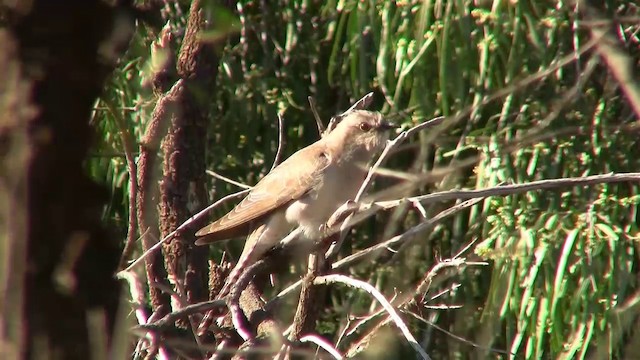 Pallid Cuckoo - ML200885991