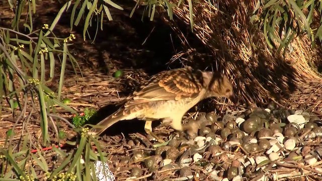 Spotted Bowerbird - ML200886011