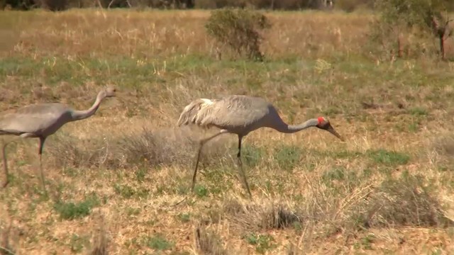 Brolga Turnası - ML200886031