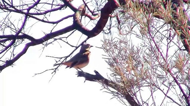 Crested Bellbird - ML200886061