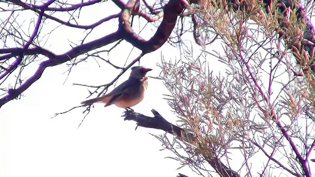 Crested Bellbird - ML200886071