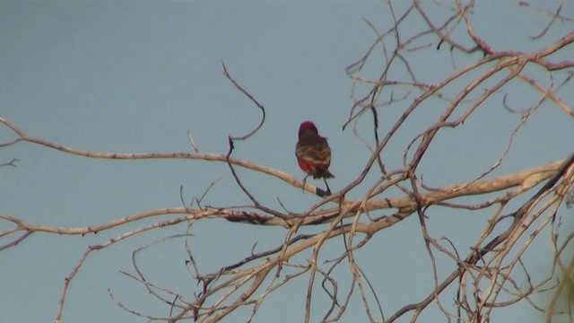 Crimson Chat - ML200886081