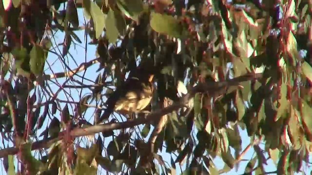 Spotted Bowerbird - ML200886101