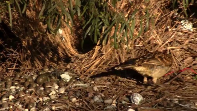 Spotted Bowerbird - ML200886111