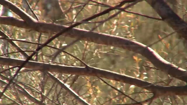 Hall's Babbler - ML200886131