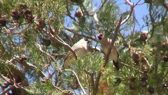 Plum-headed Finch - ML200886161