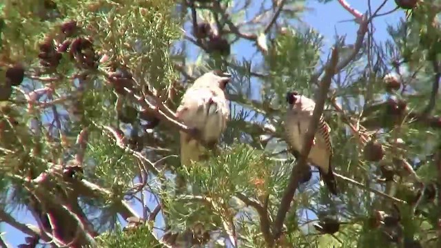 Plum-headed Finch - ML200886171