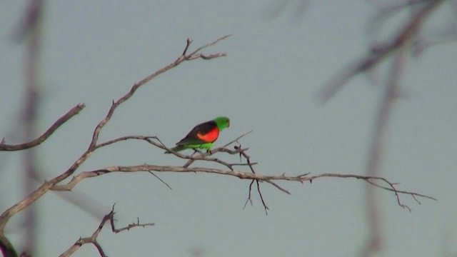 Papagayo Alirrojo - ML200886191