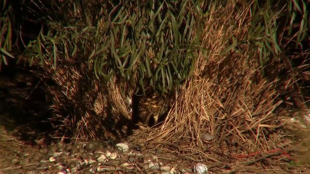 Spotted Bowerbird - ML200886201