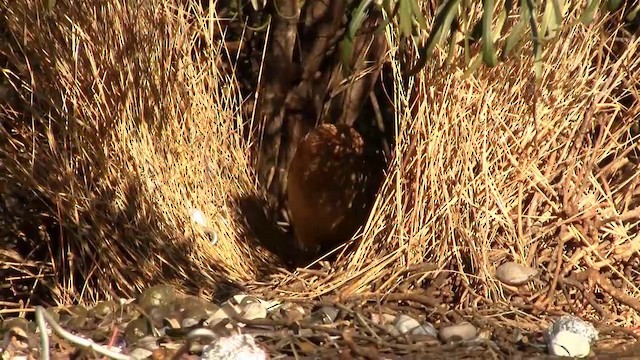 Spotted Bowerbird - ML200886211