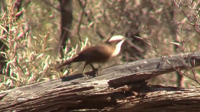 Hall's Babbler - ML200886221