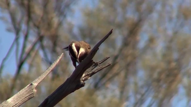 Hall's Babbler - ML200886231