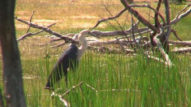 Pacific Heron - ML200886251