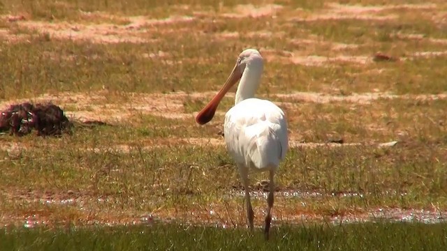 Yellow-billed Spoonbill - ML200886271