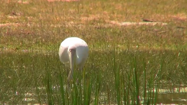 Yellow-billed Spoonbill - ML200886281