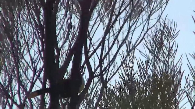 Hall's Babbler - ML200886301