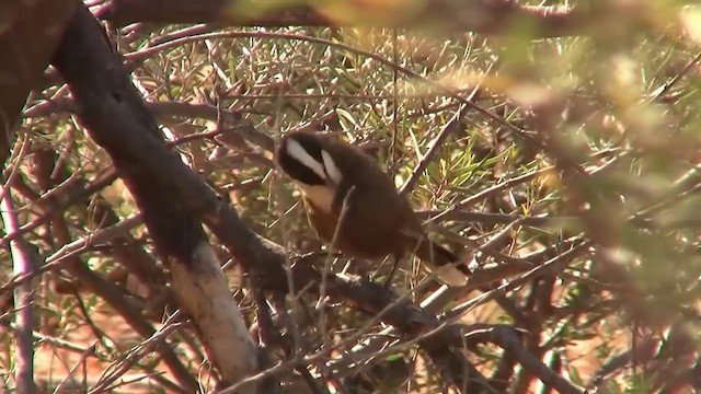 Hall's Babbler - ML200886311