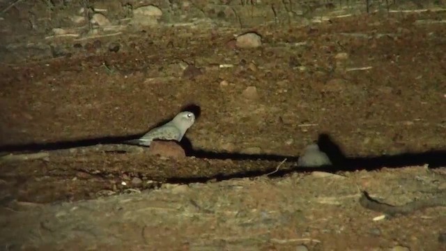 Bourke's Parrot - ML200886321