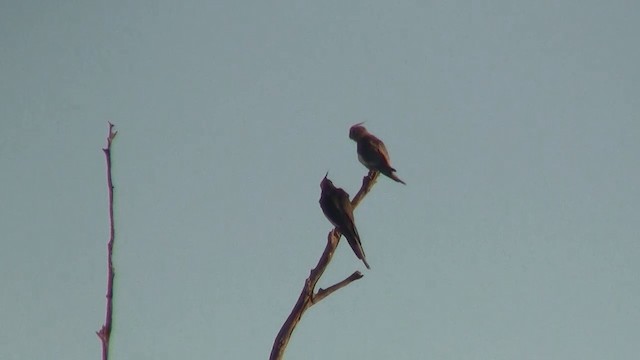 nymfekakadu - ML200886341