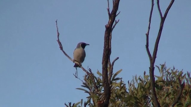 Masked Woodswallow - ML200886371