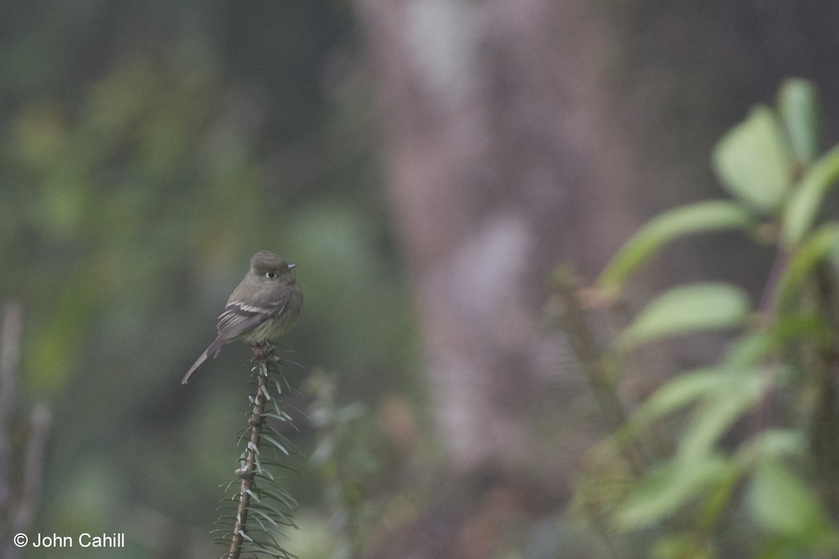 Pine Flycatcher - ML20088641
