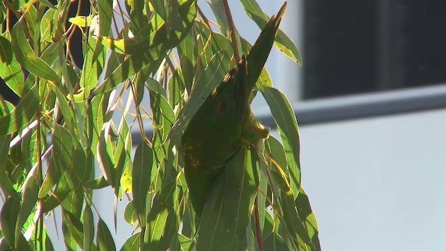 Scaly-breasted Lorikeet - ML200886451