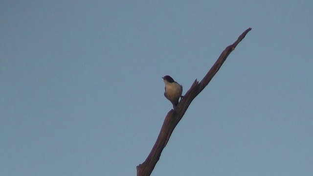 Painted Honeyeater - ML200886481