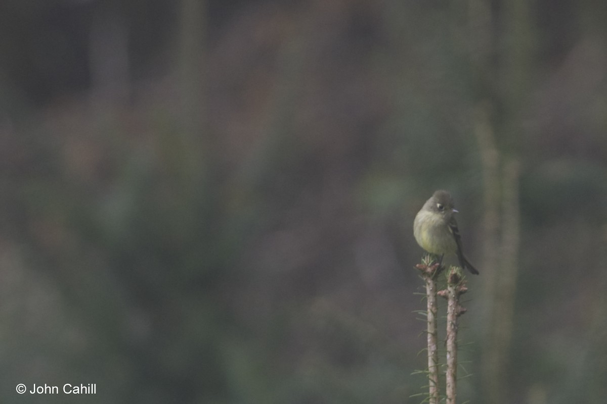 Pine Flycatcher - ML20088651