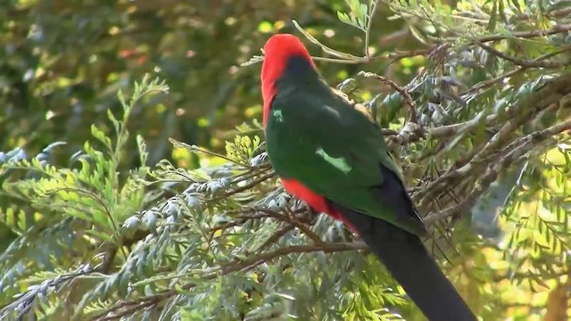 Australian King-Parrot - ML200886531