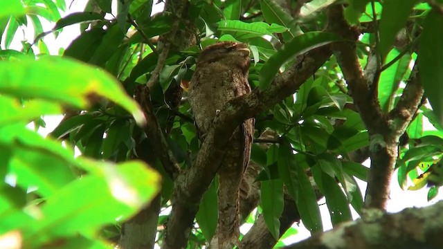 Papuan Frogmouth - ML200886541