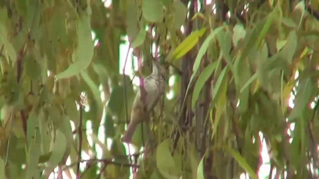 Bar-breasted Honeyeater - ML200886561