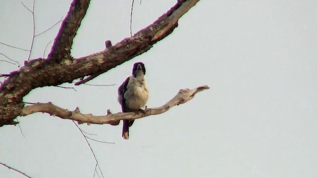 Black-backed Butcherbird - ML200886581