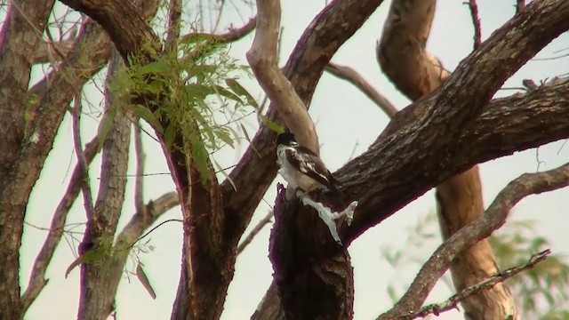 Black-backed Butcherbird - ML200886601