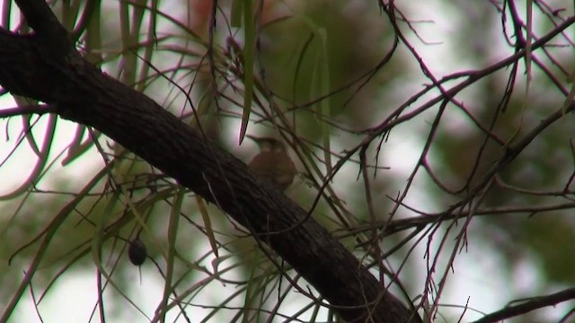 Brown-backed Honeyeater - ML200886641