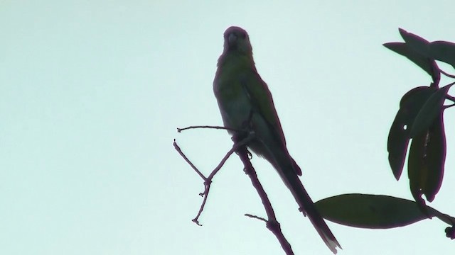 Golden-shouldered Parrot - ML200886651