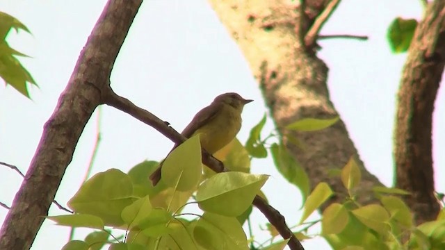 Lemon-bellied Flyrobin (Lemon-bellied) - ML200886671