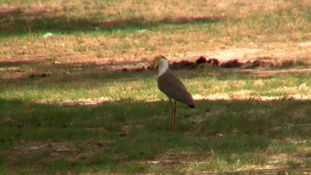 Masked Lapwing (Masked) - ML200886701