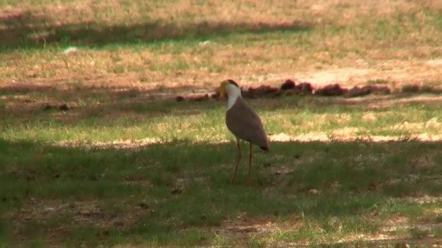 Masked Lapwing (Masked) - ML200886711