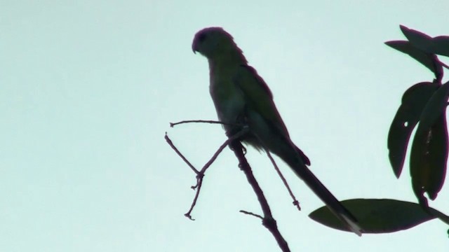 Golden-shouldered Parrot - ML200886721