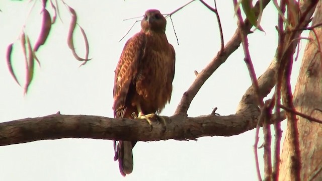 Red Goshawk - ML200886761