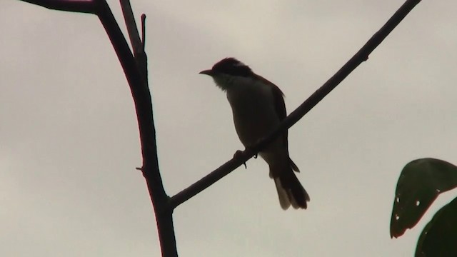 White-throated Honeyeater - ML200886791