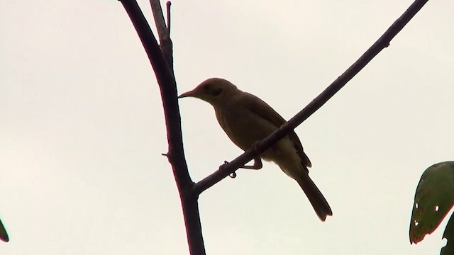 Yellow-tinted Honeyeater - ML200886801