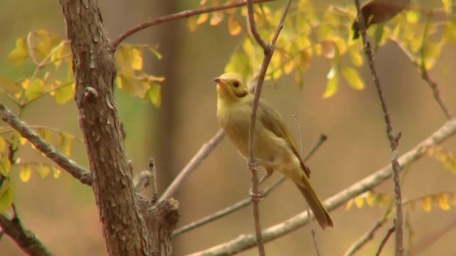 Yellow-tinted Honeyeater - ML200886811