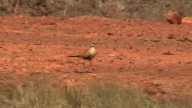 Australian Pratincole - ML200886841