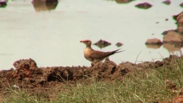 Australian Pratincole - ML200886851