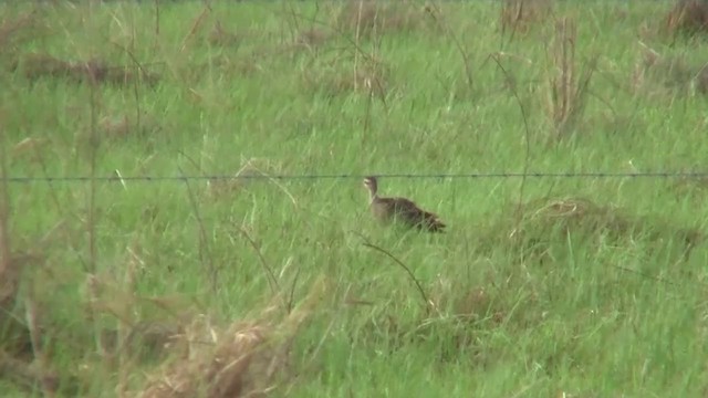 Little Curlew - ML200886871