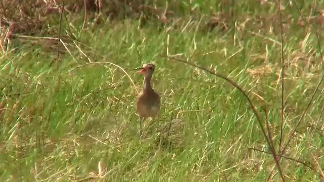 Zwergbrachvogel - ML200886881